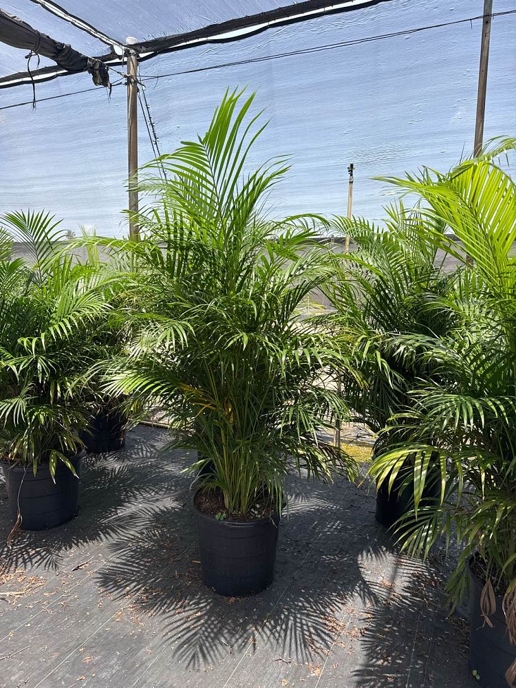 dypsis-lutescens-areca-palm