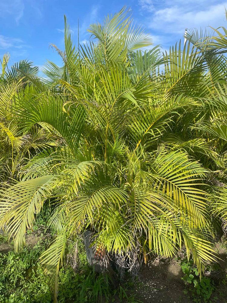 dypsis-lutescens-areca-palm