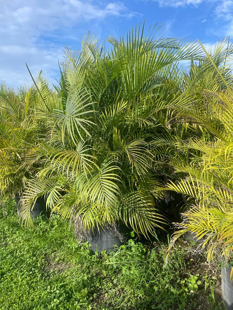 dypsis-lutescens-areca-palm