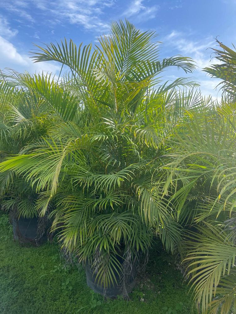 dypsis-lutescens-areca-palm
