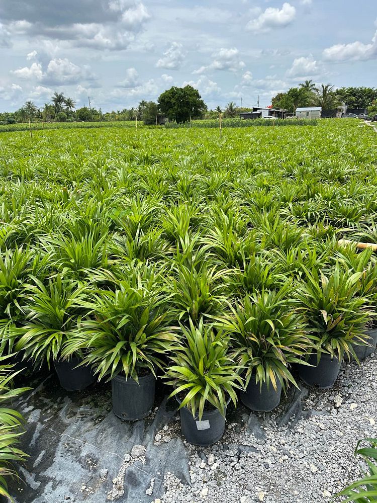 dypsis-lutescens-areca-palm