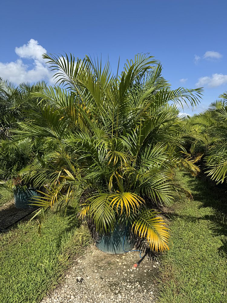 dypsis-lutescens-areca-palm