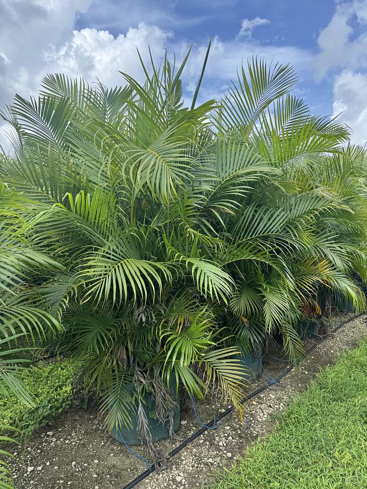 dypsis-lutescens-areca-palm