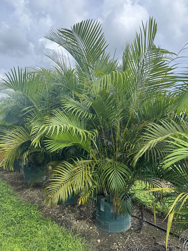 dypsis-lutescens-areca-palm