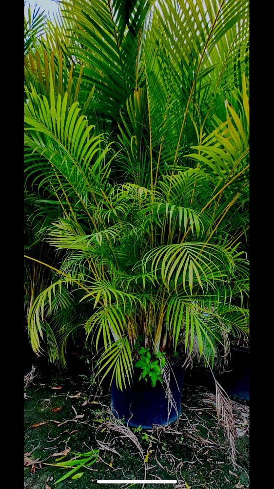 dypsis-lutescens-areca-palm