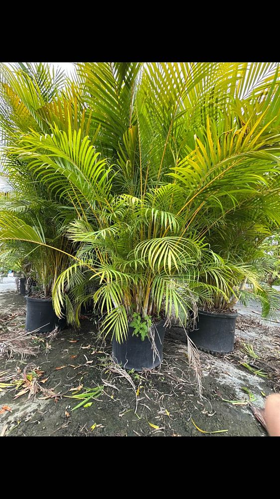 dypsis-lutescens-areca-palm
