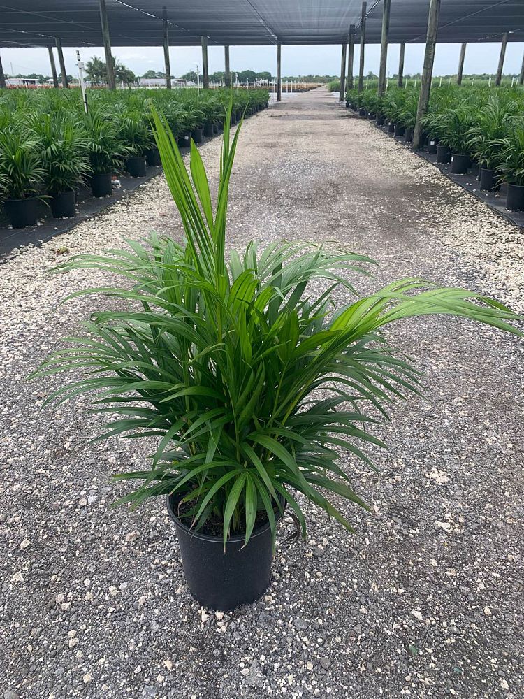 dypsis-lutescens-areca-palm