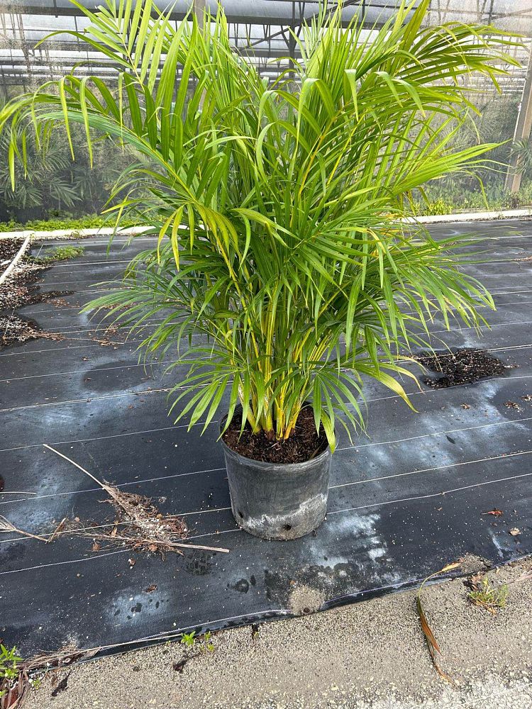 dypsis-lutescens-areca-palm
