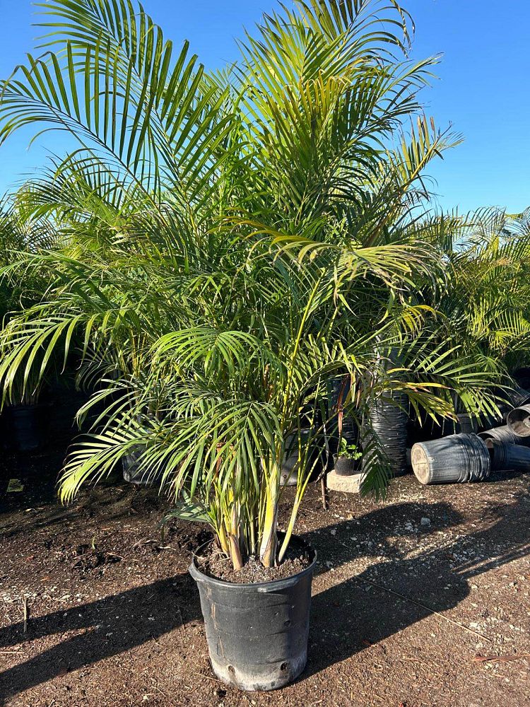 dypsis-lutescens-areca-palm