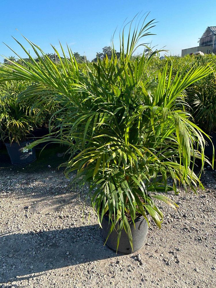 dypsis-lutescens-areca-palm