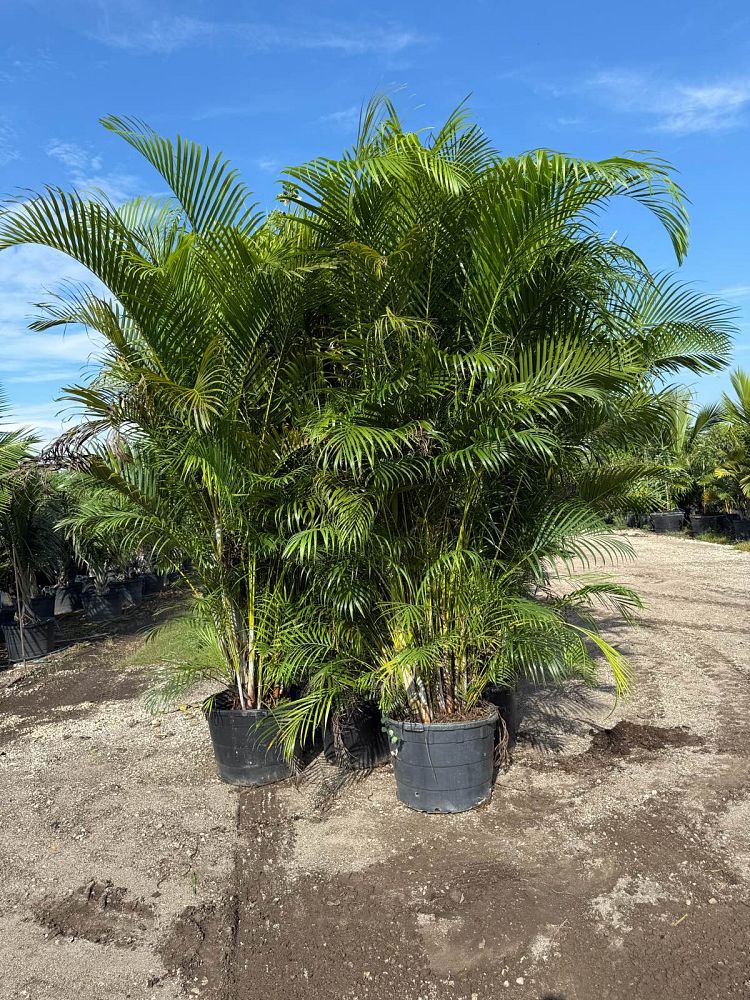 dypsis-lutescens-areca-palm