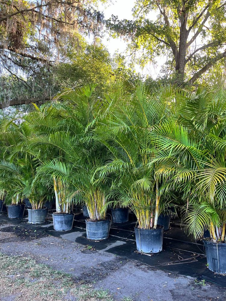 dypsis-lutescens-areca-palm