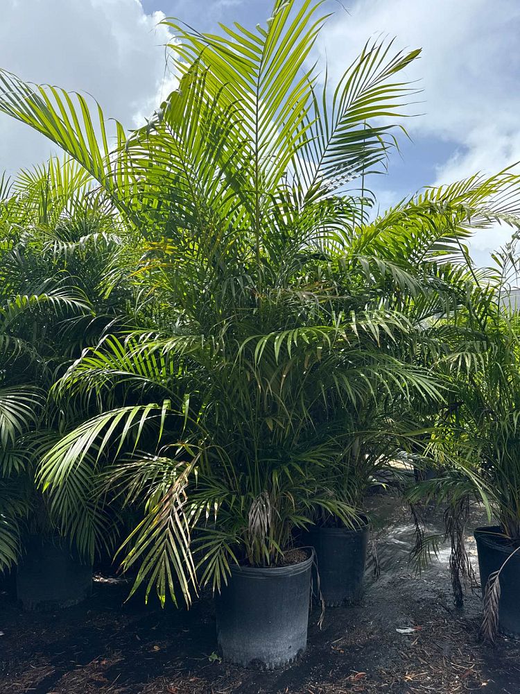 dypsis-lutescens-areca-palm