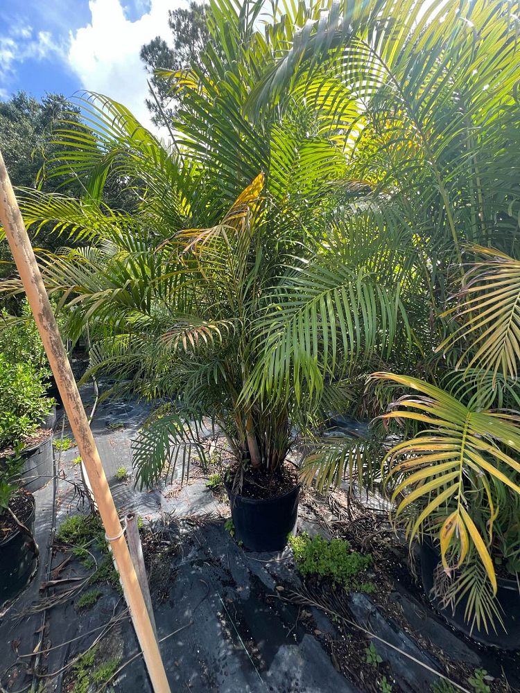 dypsis-lutescens-areca-palm