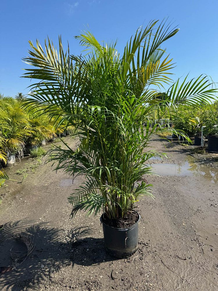 dypsis-lutescens-areca-palm