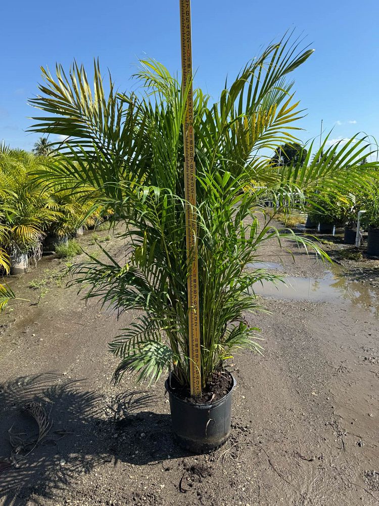 dypsis-lutescens-areca-palm