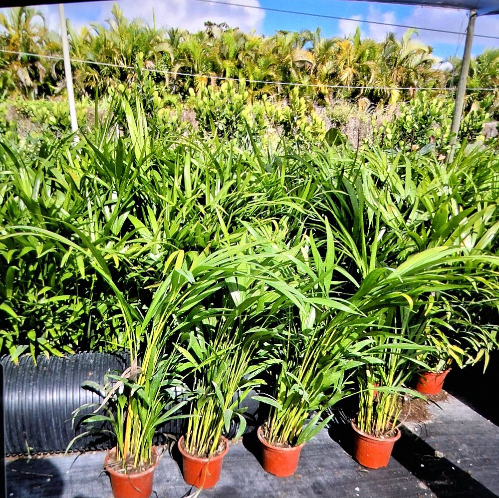 dypsis-lutescens-areca-palm