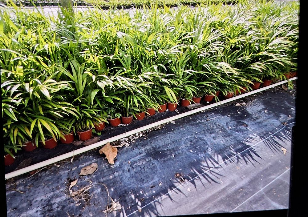 dypsis-lutescens-areca-palm