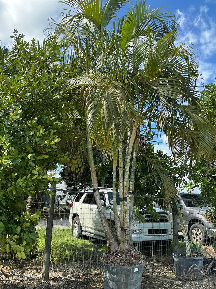 dypsis-lutescens-areca-palm