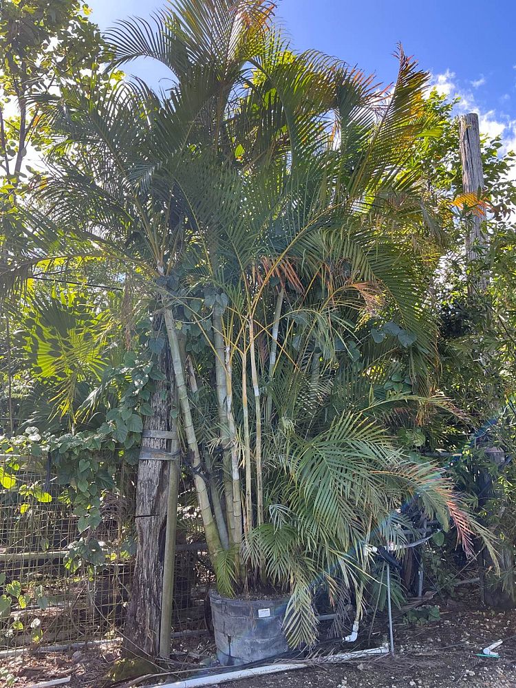 dypsis-lutescens-areca-palm