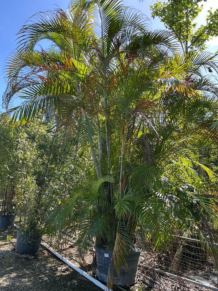 dypsis-lutescens-areca-palm