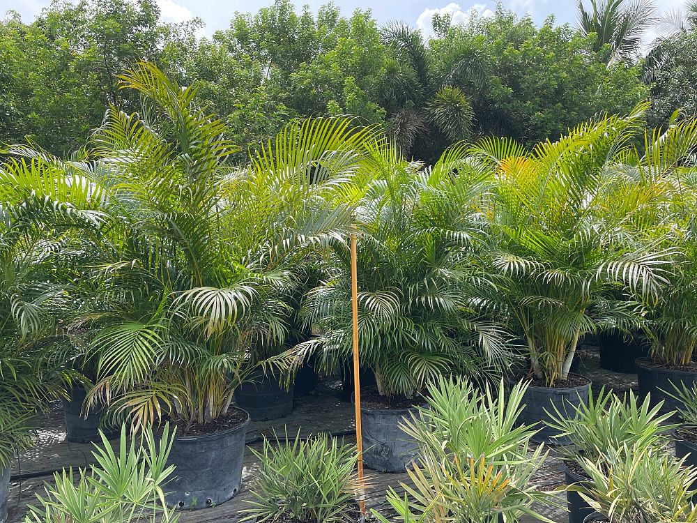 dypsis-lutescens-areca-palm