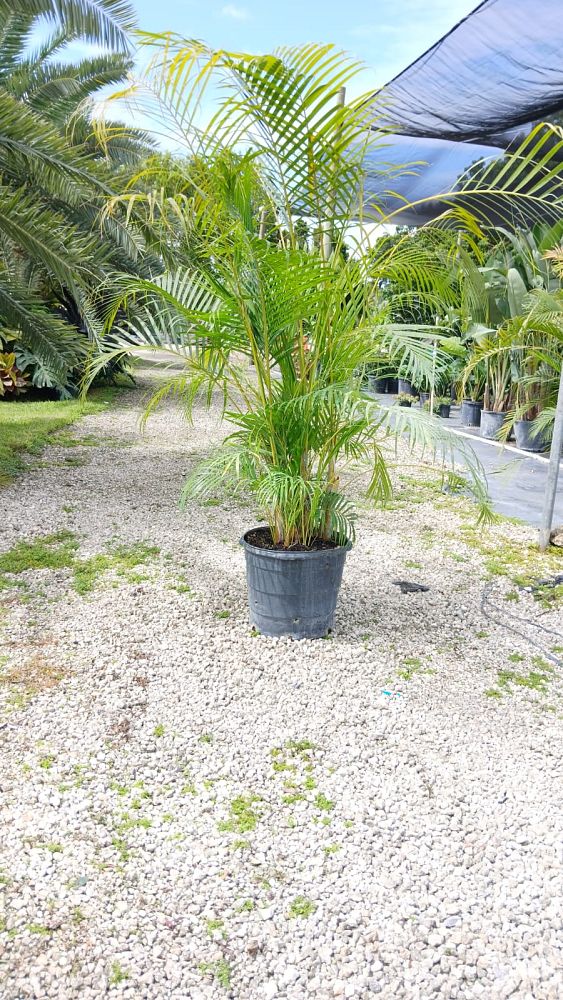 dypsis-lutescens-areca-palm