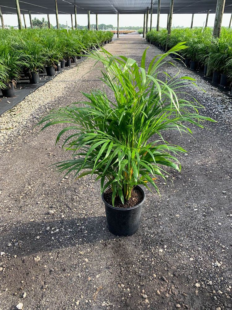 dypsis-lutescens-areca-palm