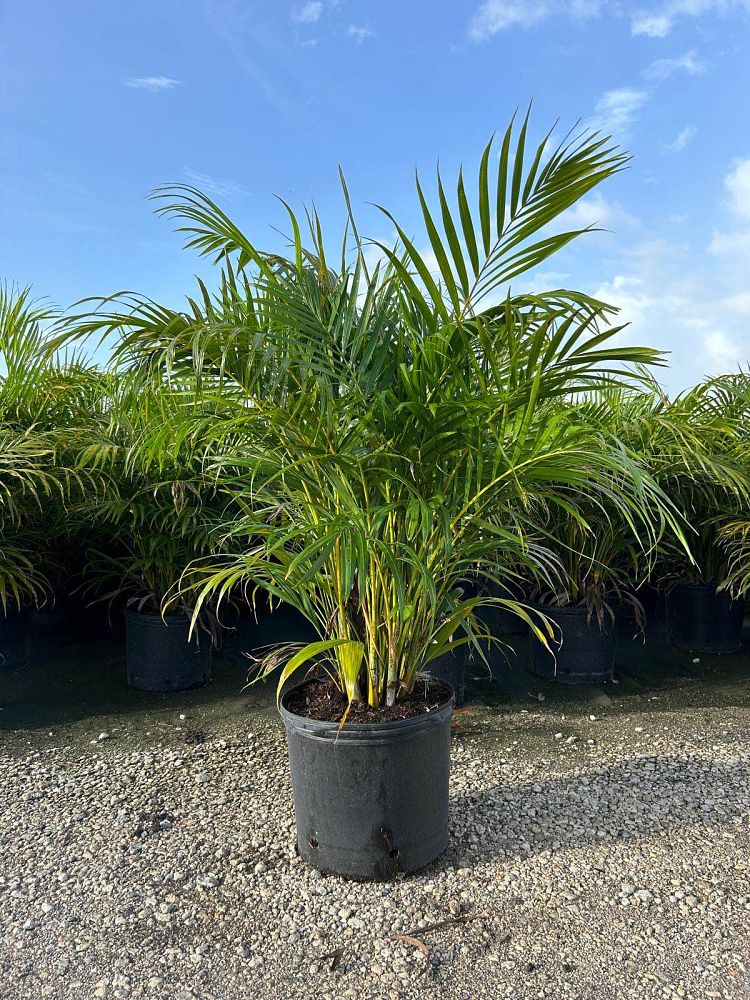 dypsis-lutescens-areca-palm