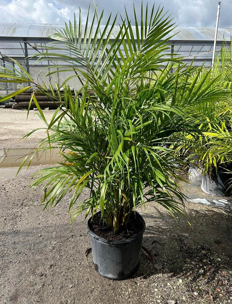 dypsis-lutescens-areca-palm