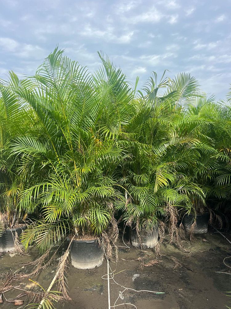 dypsis-lutescens-areca-palm