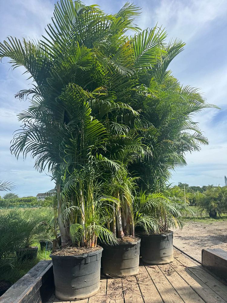 dypsis-lutescens-areca-palm