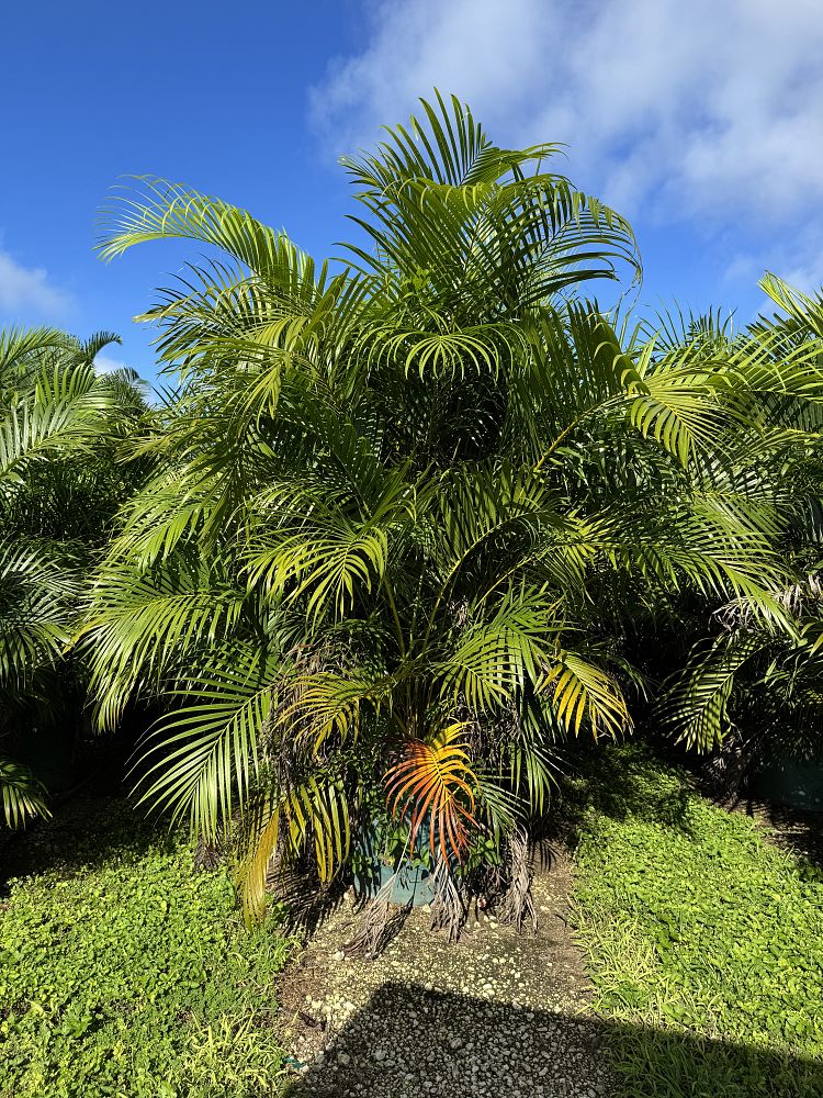 dypsis-lutescens-areca-palm
