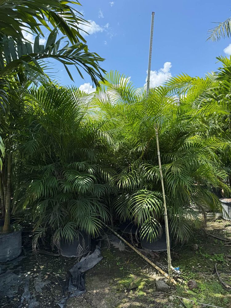 dypsis-lutescens-areca-palm