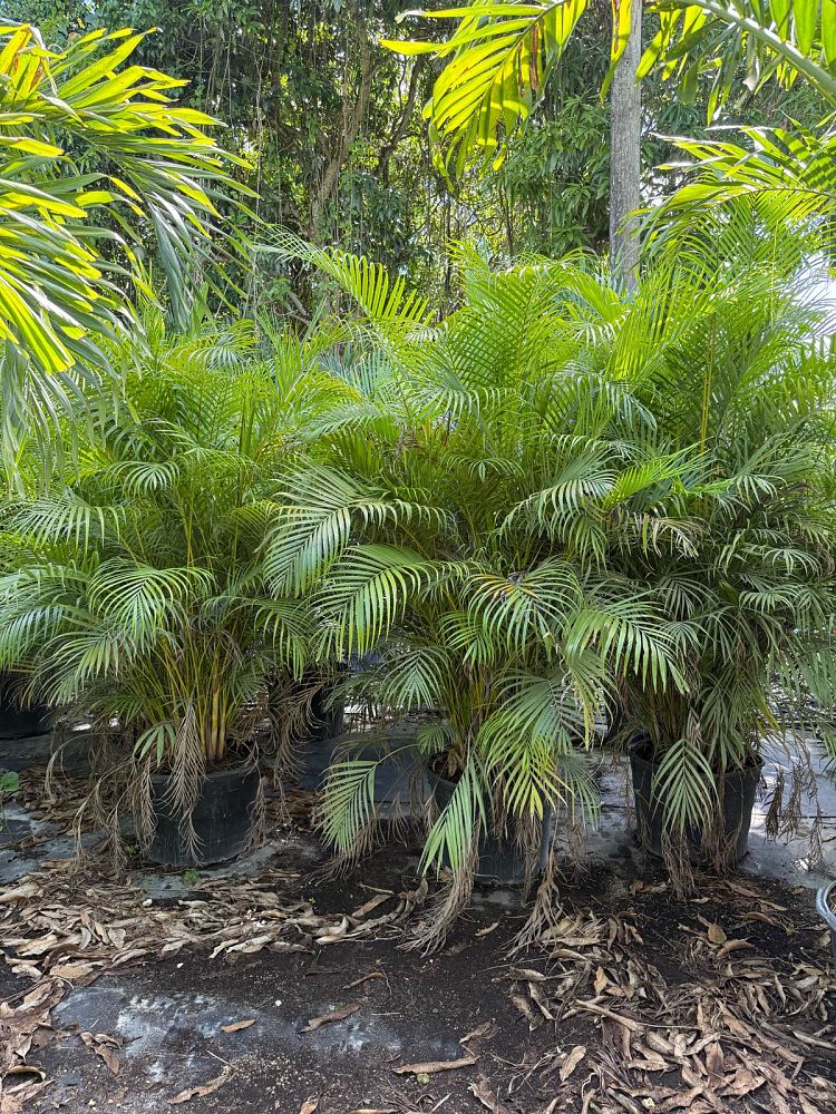 dypsis-lutescens-areca-palm