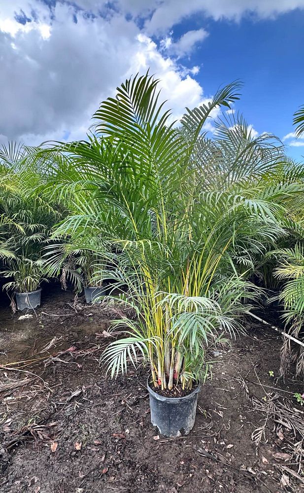 dypsis-lutescens-areca-palm