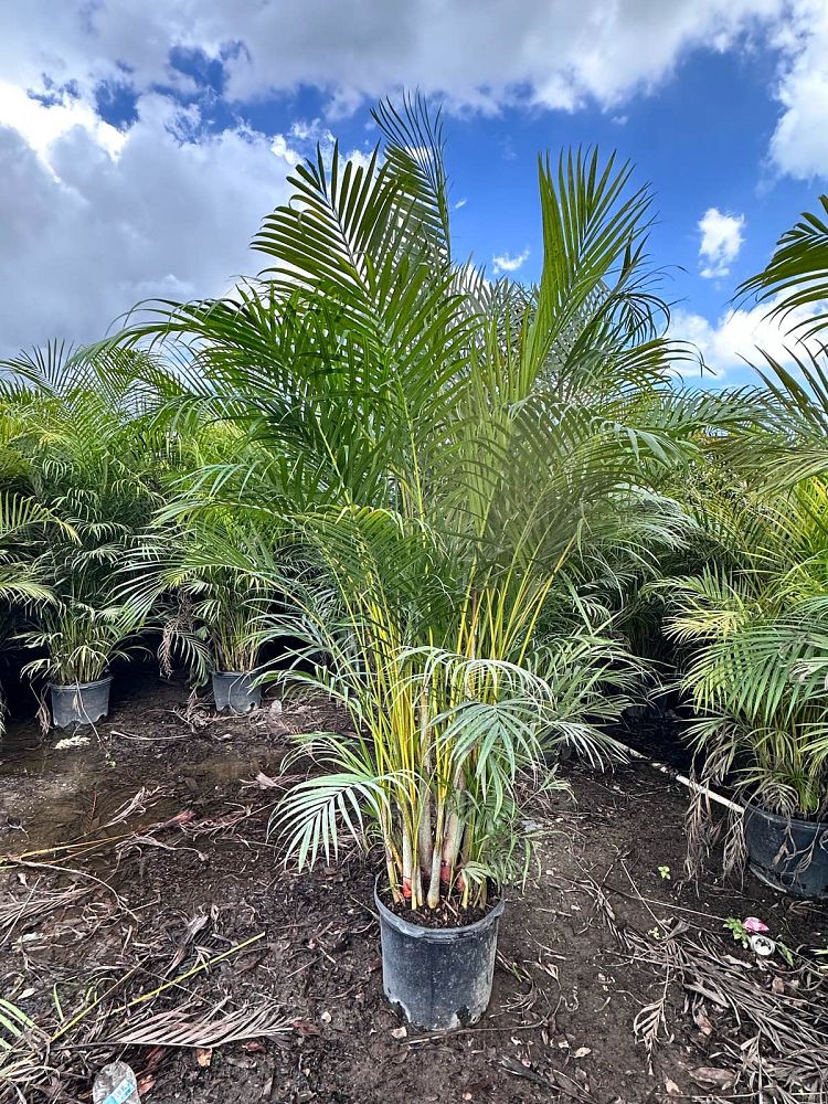 dypsis-lutescens-areca-palm