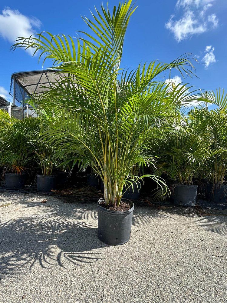 dypsis-lutescens-areca-palm