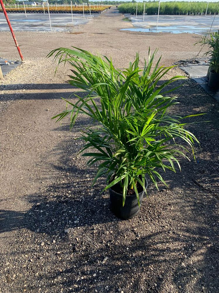 dypsis-lutescens-areca-palm