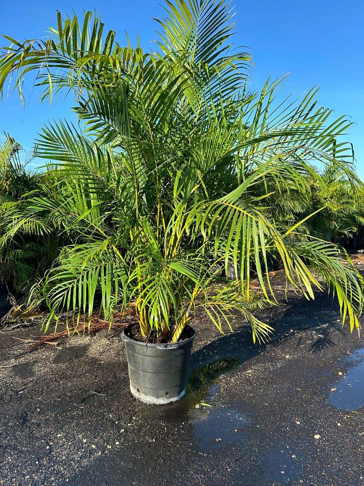 dypsis-lutescens-areca-palm