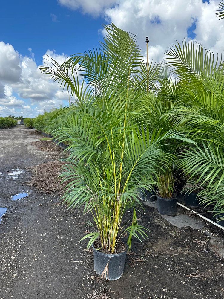 dypsis-lutescens-areca-palm
