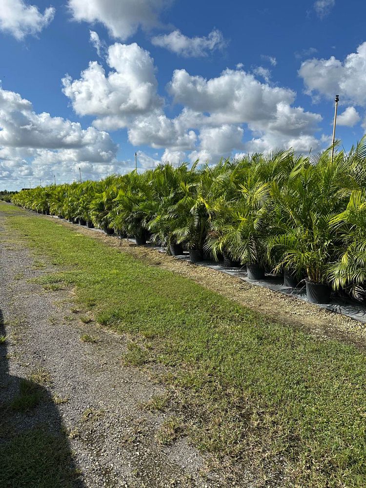 dypsis-lutescens-areca-palm
