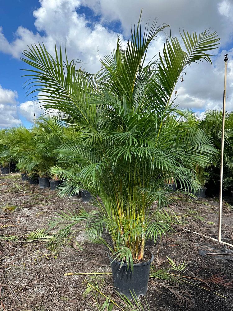 dypsis-lutescens-areca-palm