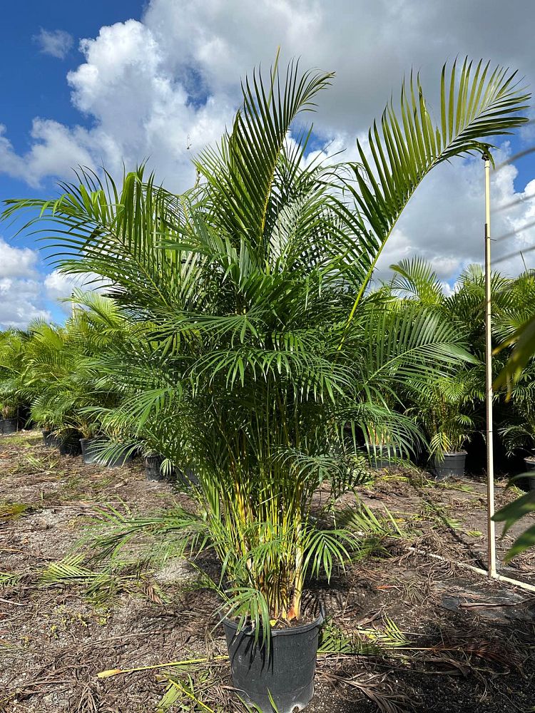 dypsis-lutescens-areca-palm