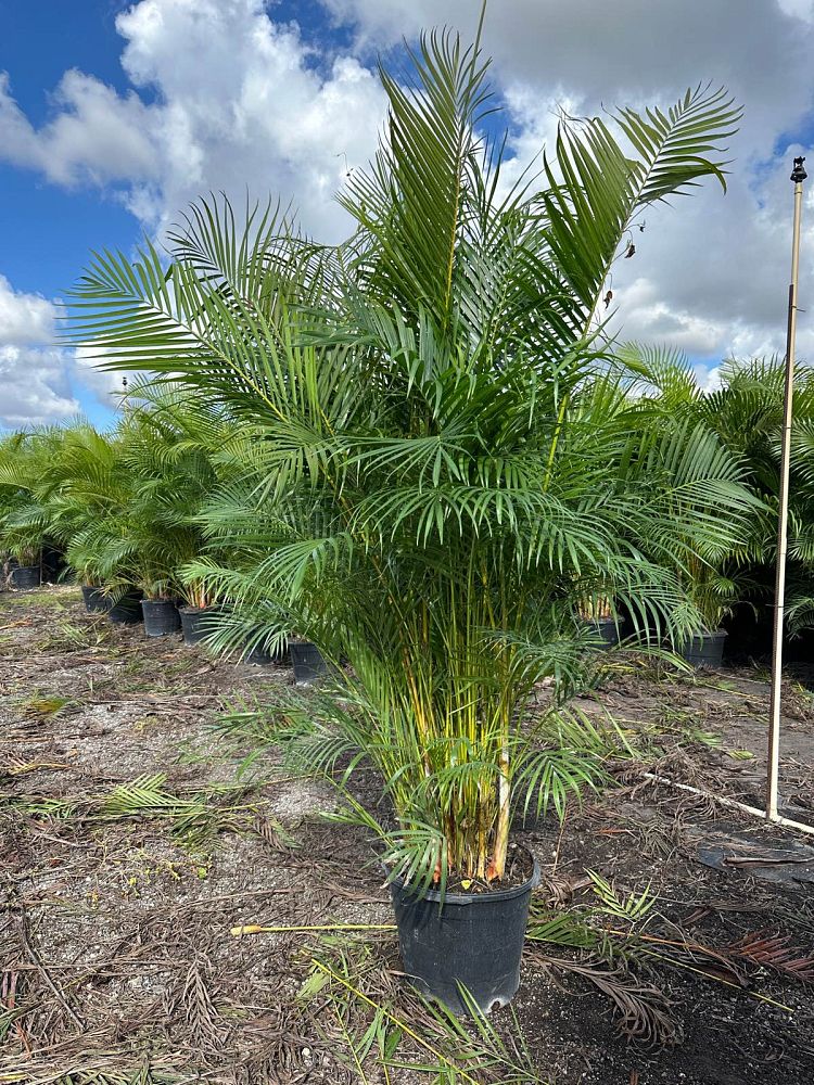 dypsis-lutescens-areca-palm