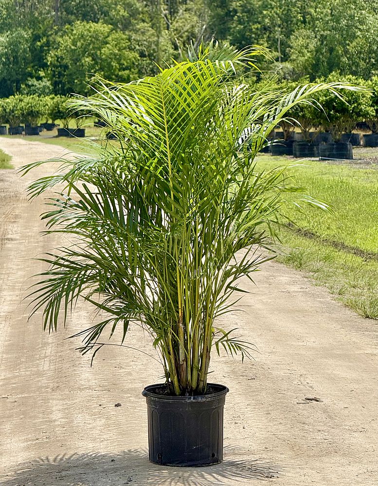 dypsis-lutescens-areca-palm
