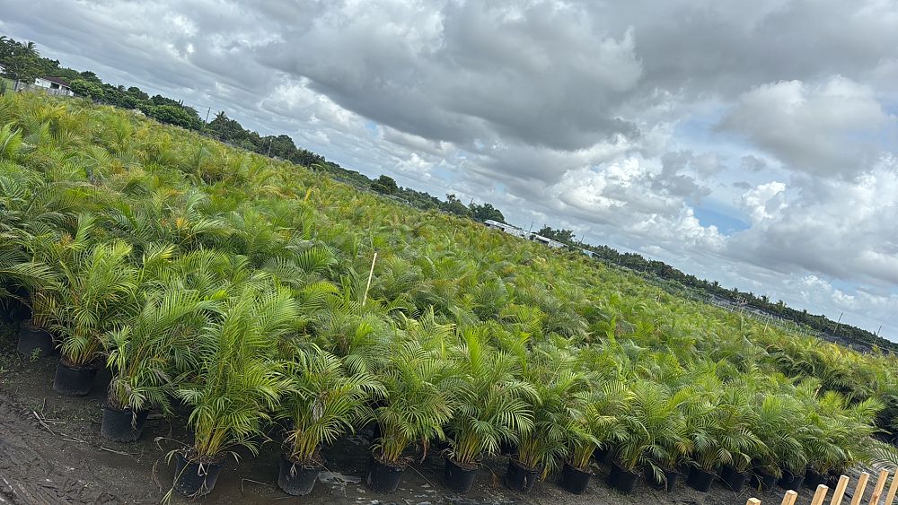 dypsis-lutescens-areca-palm
