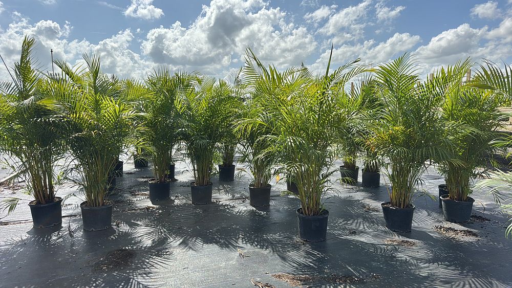dypsis-lutescens-areca-palm