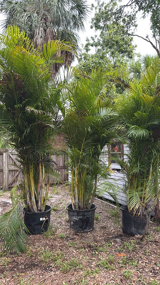 dypsis-lutescens-areca-palm