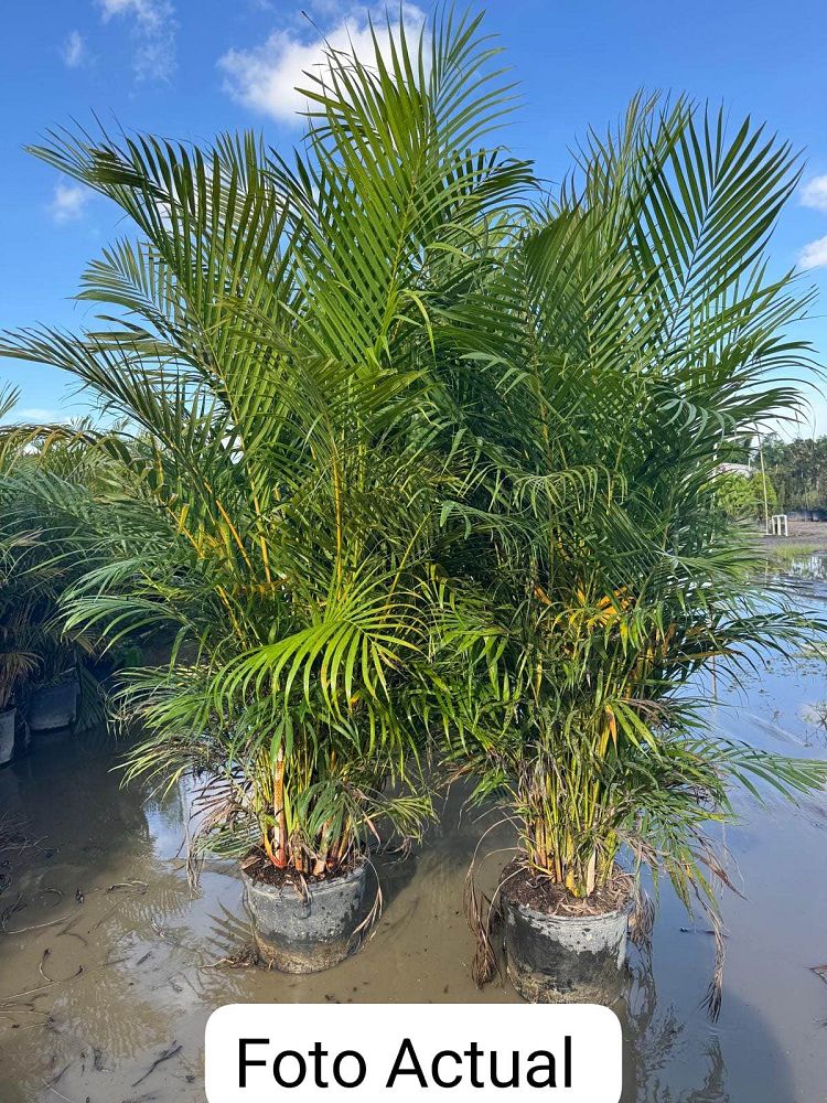 dypsis-lutescens-areca-palm